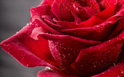 Sant Jordi al Club: cultura, creativitat i tradició per a tots els socis