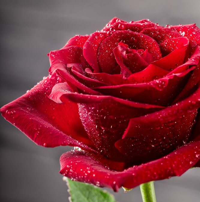 Sant Jordi al Club: cultura, creativitat i tradició per a tots els socis